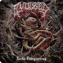 Avulsed band photo
